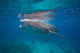 Whale Shark Feeding Bohol Wall Decal Design 6
