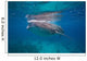 Whale Shark Feeding Bohol Wall Decal Design 6