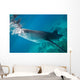 Injured Whale Shark Feeding Wall Decal Design 3