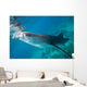 Injured Whale Shark Feeding Wall Decal Design 3