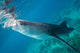 Injured Whale Shark Feeding Wall Decal Design 3