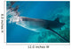Injured Whale Shark Feeding Wall Decal Design 3