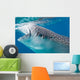 Injured Whale Shark Feeding Wall Decal Design 2