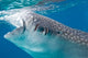 Injured Whale Shark Feeding Wall Decal Design 2
