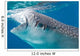 Injured Whale Shark Feeding Wall Decal Design 2