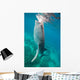 Injured Whale Shark Feeding Wall Decal Design 1