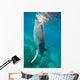 Injured Whale Shark Feeding Wall Decal Design 1