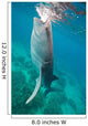 Injured Whale Shark Feeding Wall Decal Design 1
