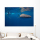Whale Shark Researcher Is Wall Decal