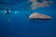 Whale Shark Researcher Is Wall Decal