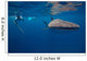 Whale Shark Researcher Is Wall Decal