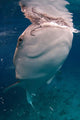 Whale Shark Feeding Bohol Wall Decal Design 5