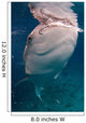 Whale Shark Feeding Bohol Wall Decal Design 5