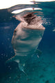 Whale Shark Feeding Bohol Wall Decal Design 4