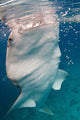 Whale Shark Feeding Bohol Wall Decal Design 3