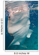 Whale Shark Feeding Bohol Wall Decal Design 3