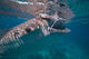 Whale Shark Feeding Bohol Wall Decal Design 2
