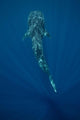 Whale Shark Swimming Deep Wall Decal Design 3