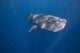 Whale Shark Swimming Deep Wall Decal Design 2
