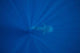 Whale Shark Swimming Deep Wall Decal Design 1