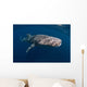 Whale Shark Swimming Freely Wall Decal