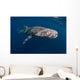 Whale Shark Swimming Freely Wall Decal