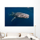 Whale Shark Swimming Freely Wall Decal