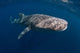 Whale Shark Swimming Freely Wall Decal