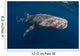 Whale Shark Swimming Freely Wall Decal