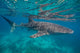 Whale Shark Swimming Blue Wall Decal Design 14