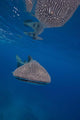Whale Shark Swimming Blue Wall Decal Design 13