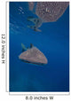 Whale Shark Swimming Blue Wall Decal Design 13