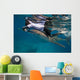 Researcher Collecting Copepods from Wall Decal