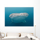 Whale Shark Comes to Wall Decal