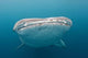Whale Shark Comes to Wall Decal