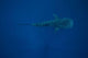 Whale Shark Swimming Blue Wall Decal Design 12