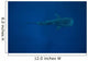 Whale Shark Swimming Blue Wall Decal Design 12