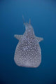 Whale Shark Swimming Blue Wall Decal Design 11