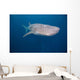 Whale Shark Swimming Blue Wall Decal Design 10