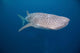 Whale Shark Swimming Blue Wall Decal Design 10