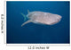 Whale Shark Swimming Blue Wall Decal Design 10