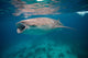 Whale Shark Feeding Bohol Wall Decal Design 1