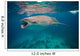 Whale Shark Feeding Bohol Wall Decal Design 1