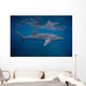 Whale Shark Swimming Blue Wall Decal Design 9