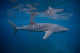 Whale Shark Swimming Blue Wall Decal Design 9