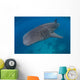 Whale Shark Swimming Blue Wall Decal Design 8