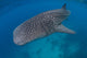 Whale Shark Swimming Blue Wall Decal Design 8