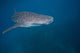 Whale Shark Swimming Blue Wall Decal Design 7