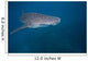 Whale Shark Swimming Blue Wall Decal Design 7