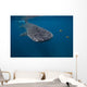 Whale Shark Swimming Blue Wall Decal Design 6